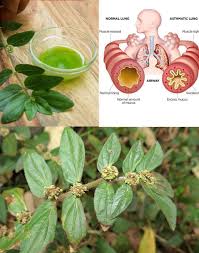 Image result for Euphorbia hirta