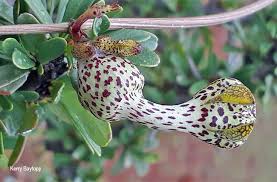Image result for Ceropegia crassifolia
