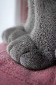 Cat Paws Cats Cat Paws Cute Animals