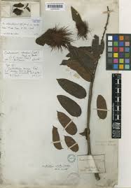 Image result for Centrolobium robustum