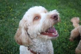 Pups for sale | puppy availability. Pa Australian Labradoodle Breeders Shop Our Non Shedding Dogs