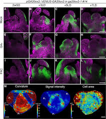 10 watchers1.2k page views1 deviation. Regulation Of Shoot Meristem Shape By Photoperiodic Signaling And Phytohormones During Floral Induction Of Arabidopsis Elife