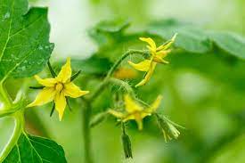 Tomato flowers are monoecious, that is, each flower is both male and female. Tomato Plant Not Flowering 5 Causes How To Fix It Tomato Bible