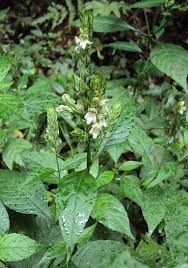 Image result for Justicia betonica