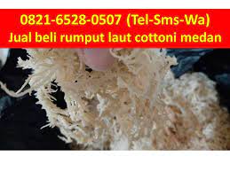 0821 6528 0507 Tel Sms Wa Jual Rumput Laut Kering Cottoni Asli Di Medan Rumput Lautan