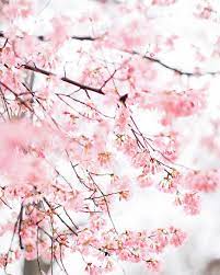 Japanese candy japanese sweets japanese wagashi rose pastel pink foods everything pink edible flowers pink love cute food. Spring Blooms Beautiful Flowers Wallpapers Pink Flowers Wallpaper Wallpaper Nature Flowers