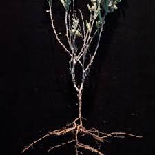 Image result for Ptycholobium plicatum