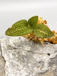 Image result for Cheirostylis