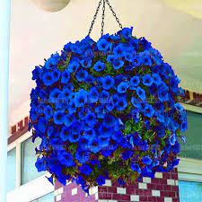 Online Shop 200pcs Bonsai Hanging Petunia Flower Plants Rare Blue Petunia Flower Bonsai Perennial Flowering Potted P Petunia Flower Flowers Perennials Petunias