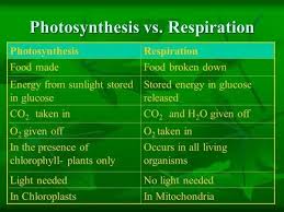 what are the similarities and differences between