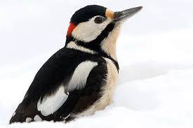 Wintervogelarten Im Portrat Buntspecht Nabu Buntspecht Specht Heimische Vogel