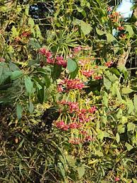 Image result for Combretum holstii