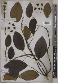 Image result for Macropsychanthus