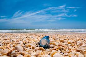 San antonio to south padre island. 23 Fun Things To Do On South Padre Island Tx Roaming The Usa