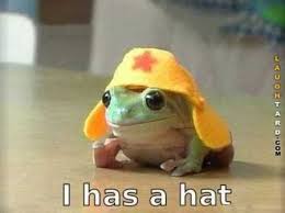 42 Of The Funniest Animal Pics Ever The Funny Beaver Cute Frogs Cute Animals Cute Funny Animals