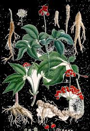 Image result for Ochna dolicharthros