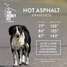 Dogs Paws Can Get Burned On Hot Pavement Heres How To