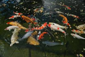 Buy and sell almost anything on gumtree classifieds. Koi Acres Online Shopping For Koi Food Filtration Equipment Pond Supplies More