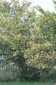 Image result for Combretum kraussii