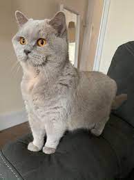 2,215 likes · 12 talking about this. My Lilac Tortie Willow Britishshorthair