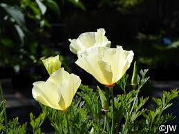Image result for Eschscholzia californica