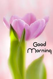 Pin By Amir Samadi On Text In 2020 Beautiful Flowers Tulips Flowers Tulips