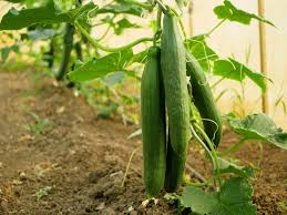 Image result for Cucumis engleri
