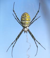 Orbweaver spiders are common, but the hentz's orbweaver is . Arachnids Of North Carolina