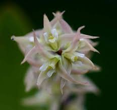 Image result for Bulbophyllum josephi