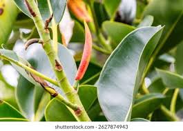 Image result for Moraceae