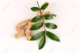 For hundreds of years it's been used to boost. Tongkat Ali Eurycoma Longifolia Jack Stock Photo Picture And Royalty Free Image Image 71035264