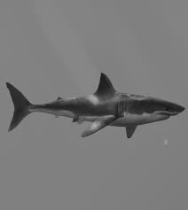 Maybe you would like to learn more about one of these? Drawing Of A Great White Shark Done With Cintiq 27qhdt On Behance