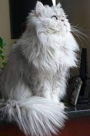 Pin On Animals I Want