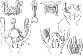 Image result for Stomatostemma monteiroae