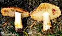 Image result for Russula compacta
