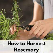 The plant will not die back in winter. How To Harvest Rosemary Without Killing The Plant Together Time Family