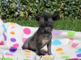 We did not find results for: Chinese Crested Hairless Mix Puppies For Sale Greenfield Puppies