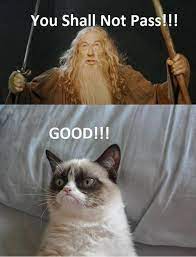 The Best Of You Shall Not Pass 30 Pics Grumpy Cat Humor Funny Animal Jokes Grumpy Cat