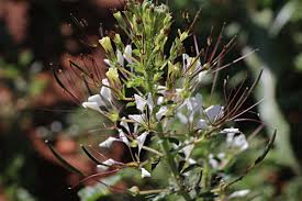 Image result for Cleome gynandra