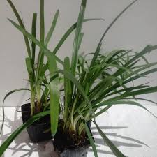 A thanksgiving cactus has sharp, jagged ends on its. Seeds Of Agapanthus Praecox Ssp Minimus Peter Pan Dwarf Lily Of The