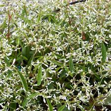Image result for Euphorbia hypericifolia