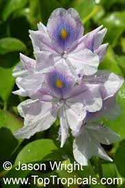 Image result for Pontederia crassipes