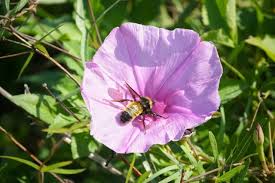 Image result for Convolvulaceae