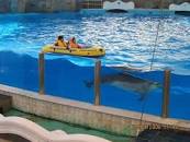 Image result for ‫پارک دلفین های کیش‬‎