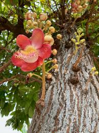 Image result for Dipterocarpaceae