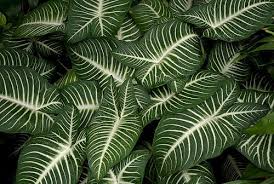 Caladium Lindenii With Images Caladium Plants Foliage Plants