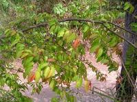 Image result for Hymenocardia