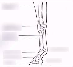 The tarsal bones in the foot are located amongst tibia, metatarsal bones, and fibula. Horse Leg Bones Diagram Quizlet