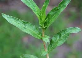 Image result for Persicaria strigosa
