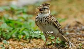 Dan berikut ini koleksi kumpulan mp3 burung branjangan jantan dan. Identifikasi Jenis Kelamin Branjangan Vietnam Sonca Dan Tips Perawatannya Om Kicau